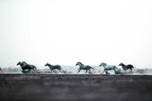Fine art photograph of horses running through water, emphasizing motion, unity, and quiet strength.