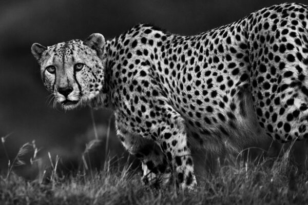 Black and White fine art cheeta photo