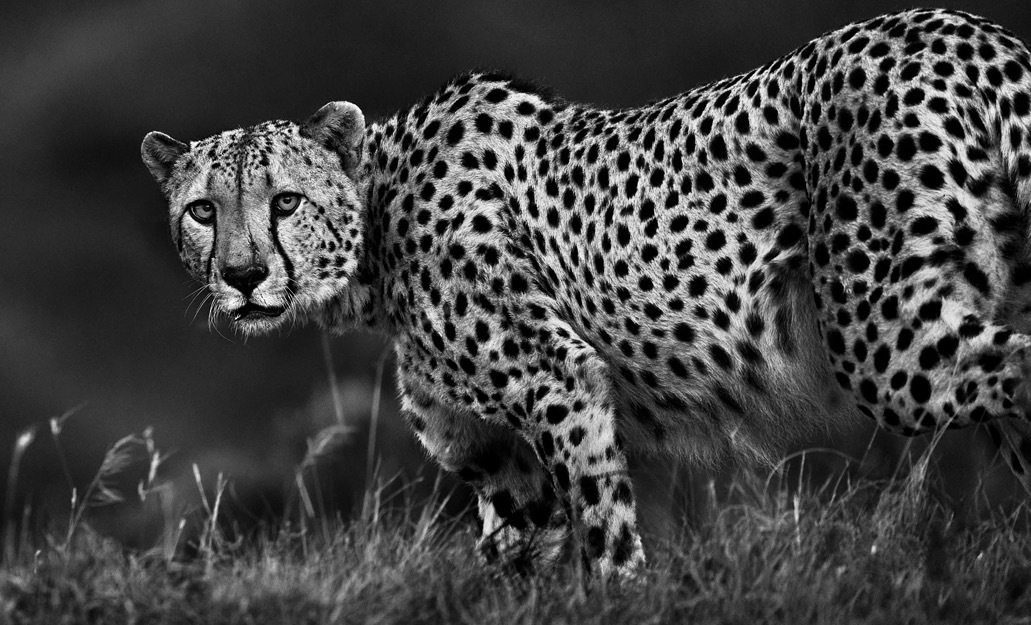 Black and White fine art cheeta photo