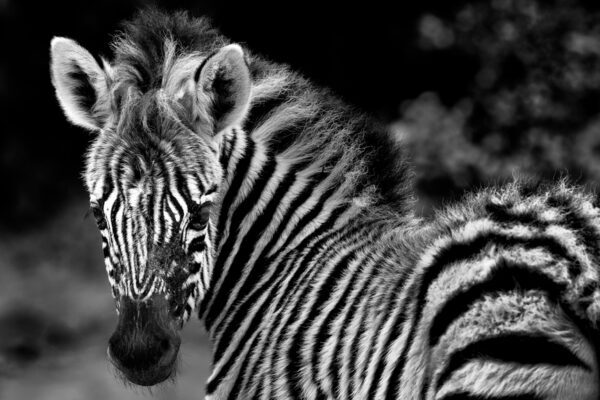 Baby Zebra Fine Art Photography