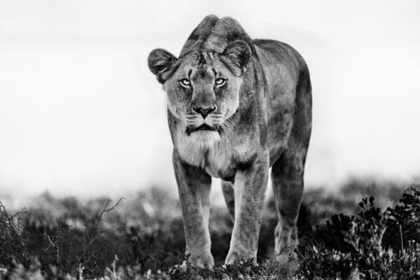 Decided - Black and White Lioness Fine Art Photography Print by Ejaz Khan