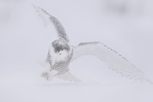 Snowy Owl in deep snow