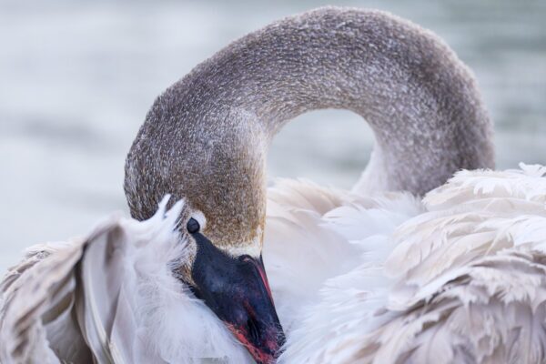 Trumpeter swan fine art photography print
