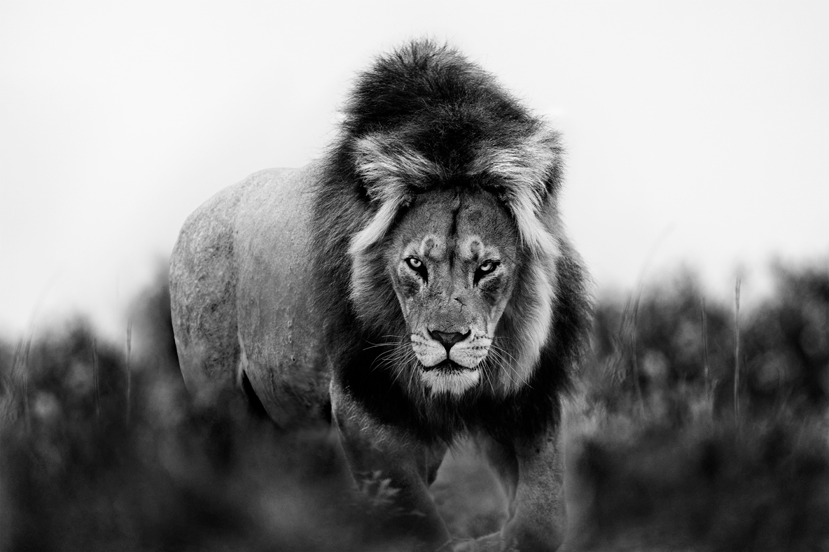 lion getting mad in africa