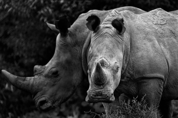 African Rhino fine art Photography