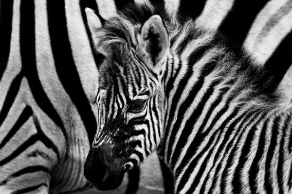 baby zebra with mom