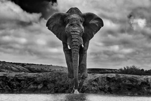 African Elephant Drinking water