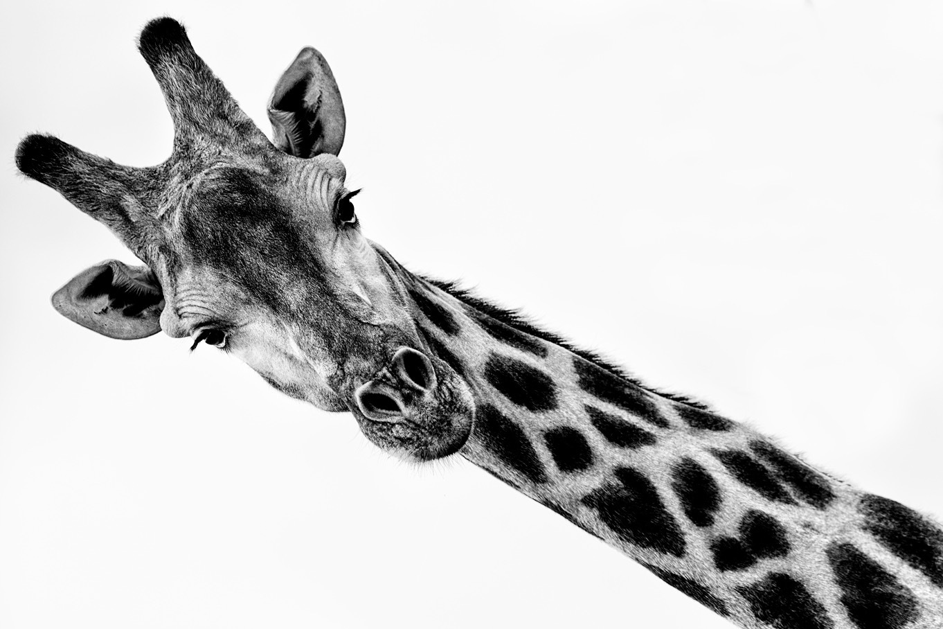 African Giraffe Fine Art Photography