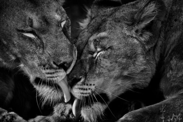 Lions after the kill in Africa Fine art photography