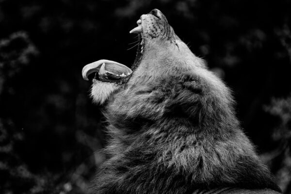 Lion Roars Fine art photography