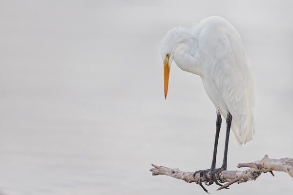 bird fine art photography minimal composition