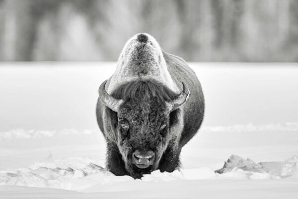 bison in snow black and white fine art wildlife photography