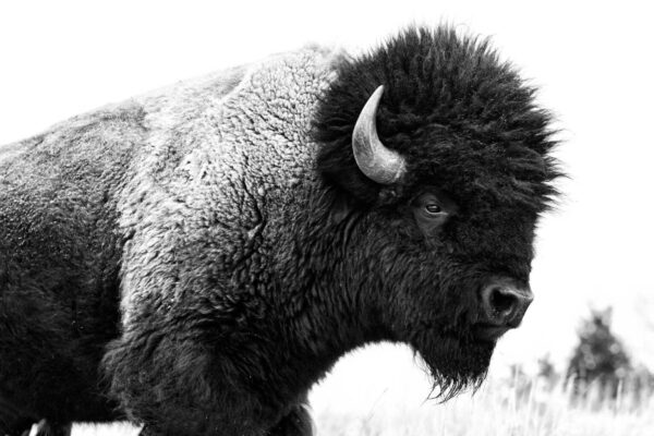bison portrait black and white fine art wildlife photography