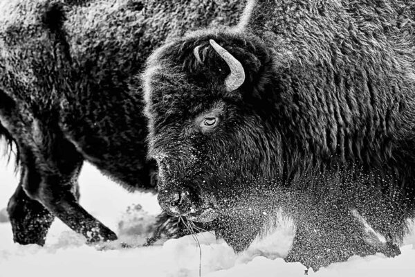 bison running through snow black and white fine art photography