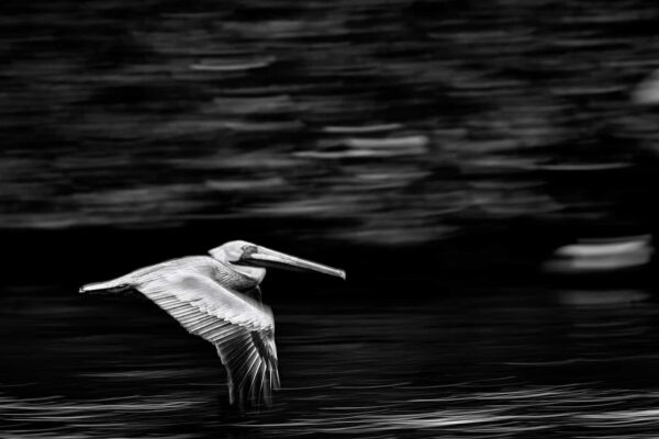 Silent Glide – Limited Edition Fine Art Pelican Photography Print