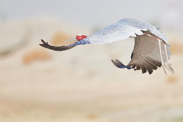 crane in flight wildlife photography print