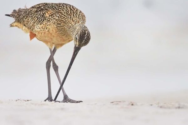 curlew feeding fine art wildlife photography minimal sand