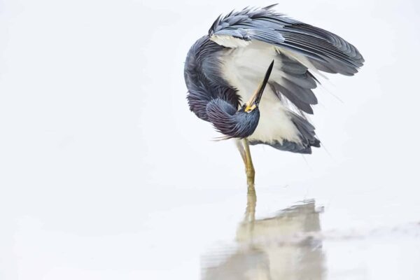 bird fine art photography minimal composition