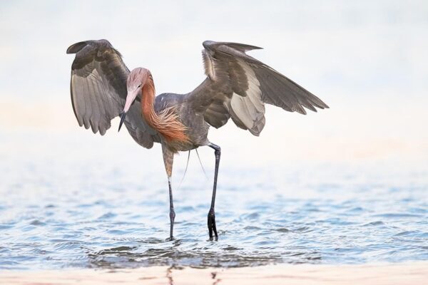 heron wings open fine art wildlife photography water