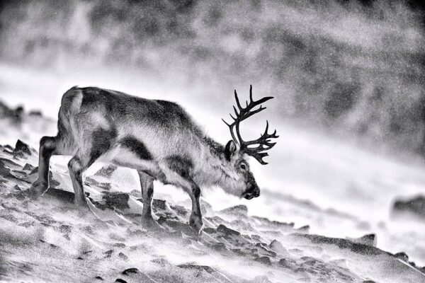 reindeer in snow mountain black and white fine art photography