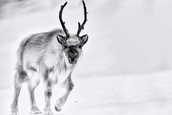 reindeer portrait black and white fine art wildlife photography