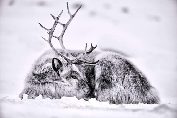 Sanctuary – Limited Edition Fine Art Wildlife Photography Print