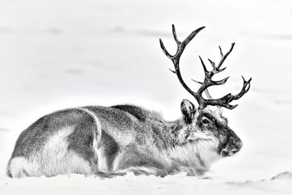reindeer resting snow black and white fine art wildlife photography