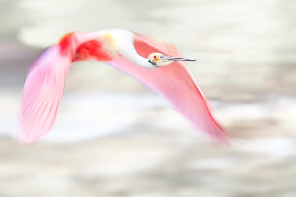 roseate spoonbill flying fine art wildlife photography