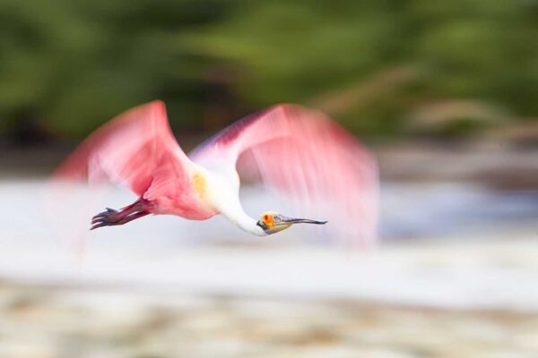 roseate spoonbill flying motion blur fine art photography