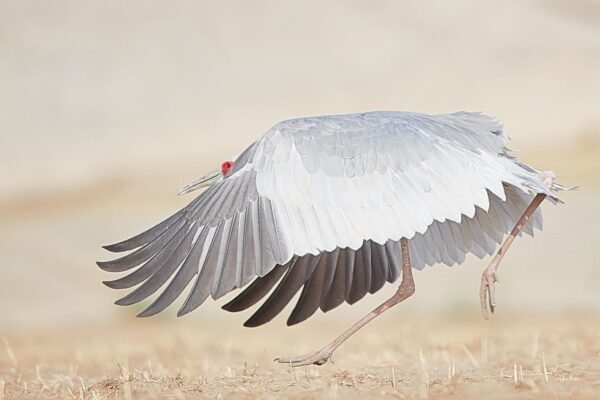 sarus crane wings open before flight fine art photography