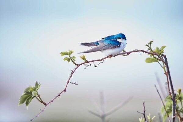tree swallow fine art wildlife photography perched branch