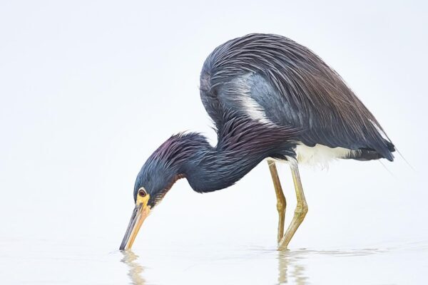 tricolored heron fine art wildlife photography minimal water