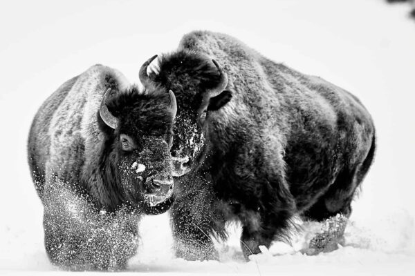 Fine Art Bison Image