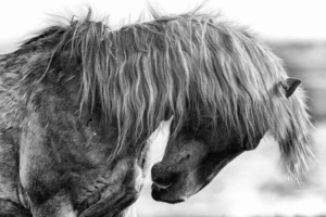 Black and white horse image 