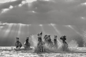 Horses in france running in water 