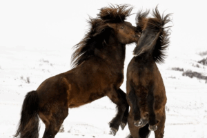 Black horses playing 