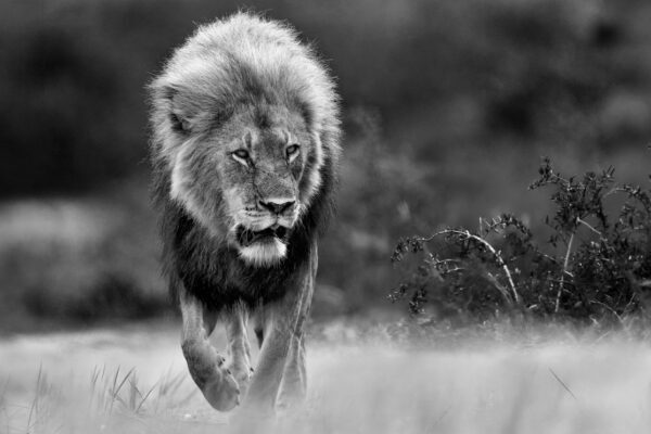 The Lion takes a walk in africa