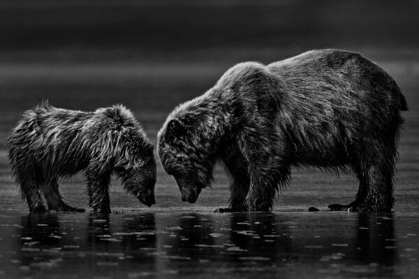 Bear and a cub in alaska fine art wildlife photography