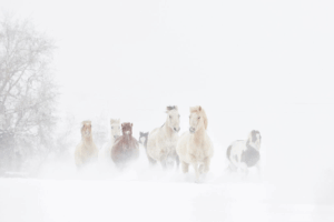 horses in snow