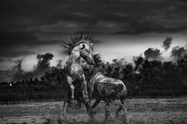 Two Horses playing in mud. to create a fine art horse photo. South of France.