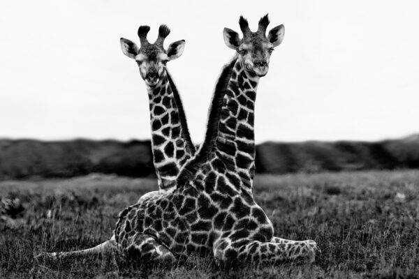 Baby giraffe in Africa sitting