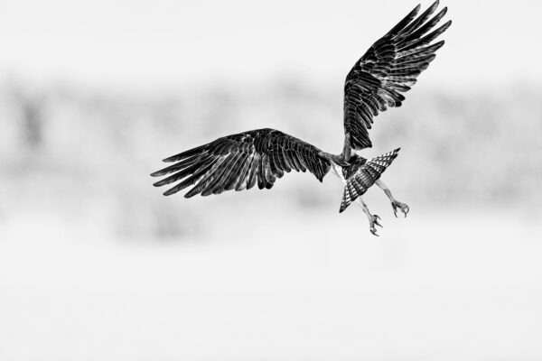 black and white fine art osprey photography