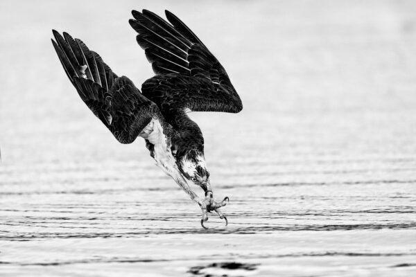 Ejaz Khan Photography black and white ospray fine art