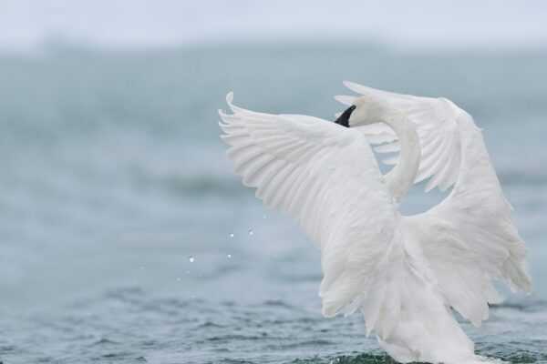 trumpeter swan in canada landing