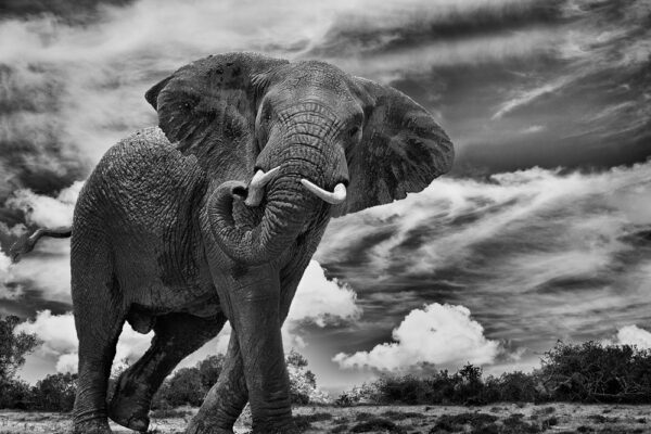 Elephant in Africa Black and white fine art wildlife Photography