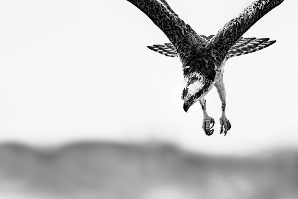 Locked In by Ejaz Khan, limited-edition fine art Osprey photography print capturing an Osprey descending toward the water in Florida.