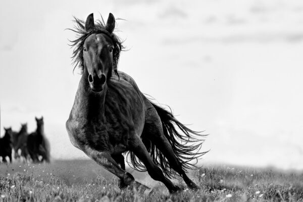 Black horse fine art horse photography by Ejaz Khan