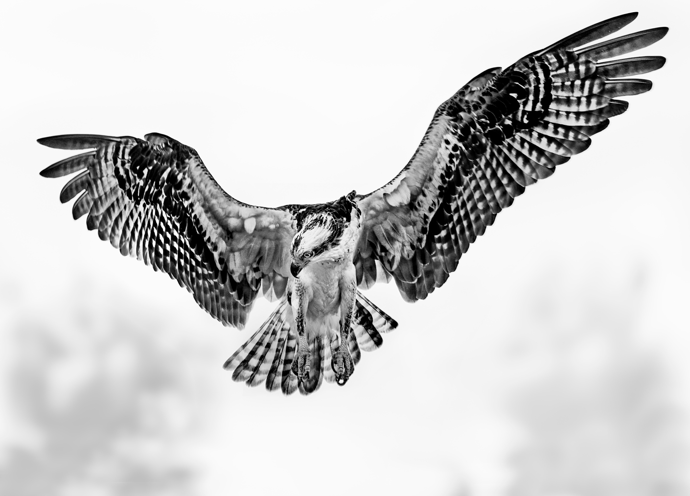 Ospray with open wings in florida