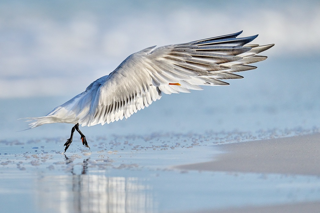 bird lifting off water reflection fine art wildlife photography