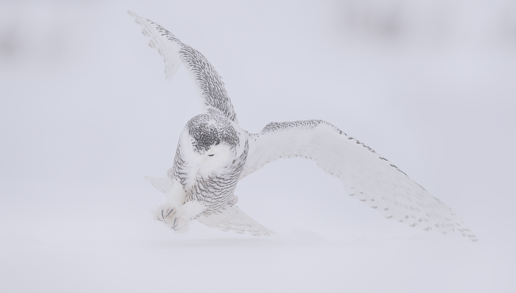Snowy Owl in deep snow